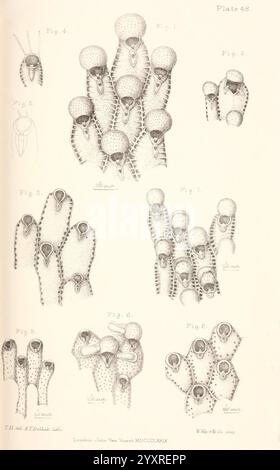 Eine Geschichte der britischen Marine Polyzoa, London, J. Van Voorst, 1880, Bryozoa, die Abbildung zeigt eine Vielzahl von Kopffüßchenformen, die sich speziell auf verschiedene Arten von Oktopussen konzentrieren. Jede Figur ist sorgfältig mit Zahlen und beschreibenden Beschriftungen beschriftet, die anatomische Merkmale wie Tentakelstruktur, Sauger und Körpermorphologie beschreiben. Die komplizierte Linienführung hebt die vielfältigen Anpassungen dieser Meeresbewohner hervor und veranschaulicht sowohl einsame als auch geclusterte Arrangements. Die Gesamtzusammensetzung betont die Einzigartigkeit jedes Exemplars und trägt gleichzeitig zu einem breiteren un bei Stockfoto