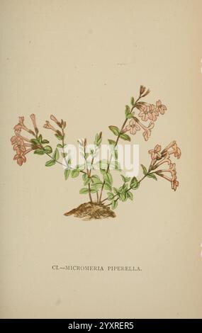 Die Flora der Alpen, London, J. C. Nimmo, 1896-1900, Alps, Blumen, Bergpflanzen, Pflanzen, Schweiz, die Abbildung zeigt eine zarte Darstellung der *Micromeria piperella* mit ihren schlanken Stielen und markanten Blättern. Die Pflanze ist mit kleinen, röhrenförmigen Blüten geschmückt, die einen dezenten rosafarbenen Farbton aufweisen, wobei jede Blüte anmutig auf dem grünen Laub steht. Die Wurzeln sind teilweise sichtbar und verankern die Pflanze am Boden. Unterhalb der Pflanze ist der wissenschaftliche Name elegant eingeschrieben, was die botanische Klassifizierung unterstreicht. Die Gesamtkomposition hebt die Intri hervor Stockfoto