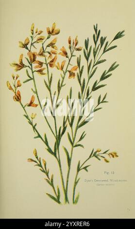 Flowers of the Field London, Society for Promotion Christian Knowledge, 1911. Großbritannien, Pflanzen, Botanik, Blume, Blumen, dyer's greenwood, Färberbesen, Woad, Wachs, Genista Tinctoria, eine zarte Illustration von Dyer's Greenweed mit schlanken grünen Stielen, die mit kleinen Häufchen hellgelber Blüten verziert sind. Die Blumen sind mit komplizierten Details dargestellt, die ihre Form und Anordnung zeigen, während die Blätter fein umrissen sind, was die allgemeine Eleganz der Pflanze unterstreicht. Die Illustration wird durch ein Etikett ergänzt, das die Art identifiziert und zu ihrer botanischen Bedeutung beiträgt Stockfoto