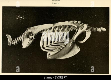 Osteologie der Vögel, 1909, Anatomie, Vögel, Knochen, Osteologie, Akcipitres, Goldadler, aquila chrysaetus, Eine detaillierte Darstellung einer Skelettstruktur, die die komplizierte Anatomie eines Meeressäugers zeigt. Die Probe ist seitlich ausgerichtet, so dass ein freier Blick auf Brustkorb, Schädel und Wirbelsäule möglich ist. Zu den bemerkenswerten Merkmalen gehören längliche Rippen und eine ausgeprägte Schädelform, die charakteristisch für aquatische Anpassungen ist. Die Anordnung der Knochen unterstreicht die Anatomie, die das Schwimmen unterstützt, und betont die für diese Kreaturen typische stromlinienförmige Form. Diese anatomische Studie bietet einen Einblick in die e Stockfoto