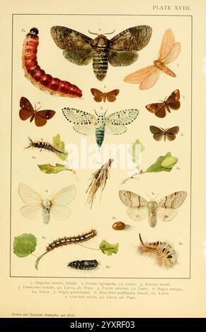 Britische und europäische Schmetterlinge und (Macrolepidoptera) 1895 Europa, Großbritannien, Lepidoptera, Woodshole, Hepialus humuli, Cossus cossus, Zeuzera aesculi, Zeuzera pyrina, Apoda limacodes, canephora hirsuta, canephora unicolor Orgyia antiqua, Orgyia recens, Calliteara pudibunda, Leucoma salicis, Eine detaillierte Anordnung, die verschiedene Insektenarten und ihre Lebensstadien, einschließlich Raupen, Motten und Schmetterlinge, veranschaulicht. Die Anzeigefunktionen Stockfoto