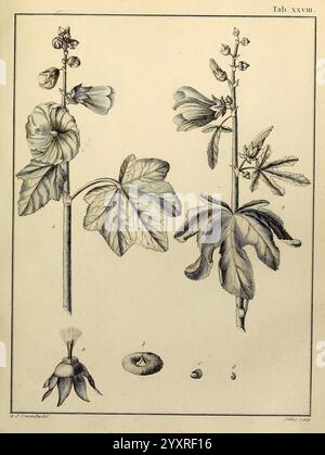 Monadelphiae, Classis, Dissertationes, Decem, Parisiis, apud F.A. Didot, 1785-1790, Pflanzen, Spermatophyten, Bildwerke, eine komplizierte botanische Illustration, die die blühende Pflanze Malva, allgemein bekannt als Malve, zeigt. Die Komposition zeigt detaillierte Darstellungen des Stängels, der Blätter und der Blüten der Pflanze, die ihre Struktur und Anordnung hervorheben. Jedes Teil ist zur botanischen Identifizierung gekennzeichnet und bietet Einblick in die verschiedenen Stadien des Wachstums und der Entwicklung. Die Illustration fängt die zarte Schönheit der Blumen sowie die unverwechselbare Form der Blätter und Früchte ein Stockfoto