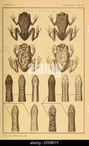 Die Kriechthiere Deutsch-Ost-Afrikas: Berlin, Geographische Verlagsbuchhandlung Dietrich Reimer, 1897, Tansania, Reptilien, die Illustration zeigt eine Untersuchung verschiedener Froscharten, die ihre unterschiedlichen physikalischen Eigenschaften zeigen. Der obere Teil zeigt zwei Frösche aus der dorsalen und der ventralen Perspektive, was Unterschiede in der Hautstruktur und -Muster hervorhebt. Der untere Abschnitt konzentriert sich auf detaillierte Darstellungen der Gliedmaßen und Fortpflanzungsorgane der Frösche, wobei die anatomischen Unterschiede zwischen den Arten hervorgehoben werden. Jede Abbildung ist mit Zahlen und Beschreibungen beschriftet, die die Diversi veranschaulichen Stockfoto