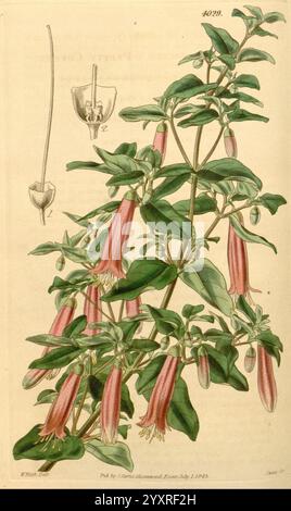 Curtis's Botanical Magazine London New York Botanical Illustration Botany Periodicals Pictorial Works Plants Ornamental Correa pulchella Australia Curtis Walter Hood Fitch, Eine botanische Illustration mit einer blühenden Pflanze, die sich durch längliche, röhrenförmige Blüten auszeichnet, die nach unten hängen und einen Farbverlauf rosa-roter Farbtöne zeigen. Die Blätter sind üppig und grün und bilden einen lebhaften Kontrast zu den zarten Blüten. Die Hauptabbildung wird durch eine kleinere Zeichnung einer einzelnen Blume ergänzt, die die einzigartige Form und Struktur betont. Das Gesamtlayout bietet eine detaillierte Ansicht des anat-Werks Stockfoto