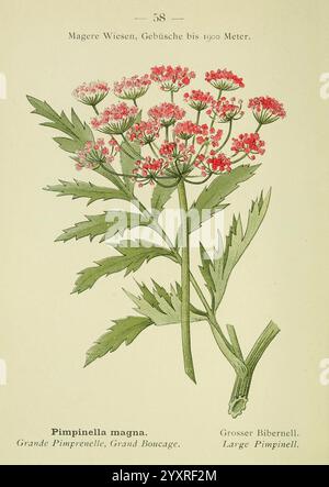 Alpen-Flora, Heidelberg, C. Winter, 1906, alps, Bergpflanzen, Bildwerke, die Illustration zeigt eine detaillierte Darstellung der Pflanze Pimpinella magna, auch bekannt als Grande Pimpernelle oder Large Pimpinell. Die Komposition zeigt die charakteristischen sattgrünen Blätter, die aufwändig geformt und fein geteilt sind. Hervorzuheben sind die zarten Gruppen kleiner, leuchtend roter Blüten, die die Stiele krönt und einen auffälligen Kontrast zum Laub bildet. Der wissenschaftliche Name und verschiedene gebräuchliche Namen sind unter der Abbildung markiert, was seine botanische Bedeutung unterstreicht. Stockfoto