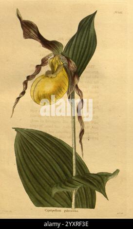 Das Botanical Cabinet London John & Arthur Arch 1817-1833.jpg zeigt eine auffällige Orchidee, bekannt als Cypripedium pubescens, auch als der gelbe Damenschuh bezeichnet. Die Pflanze zeigt ihr markantes und langgezogenes Laub, das sich durch breite, dunkelgrüne Blätter mit hervorstehenden Adern auszeichnet. Die Blüte, elegant wie ein Hausschuh geformt, zeigt einen markanten gelben Beutel mit zarten, gewellten, bräunlichen Blüten, die einen anmutigen Bogen darüber bilden. Das detailreiche Rendering hebt die einzigartigen Strukturen und Merkmale der Orchidee hervor, die vor einem sanft stummgeschalteten Hintergrund gesetzt werden, der es ermöglicht Stockfoto