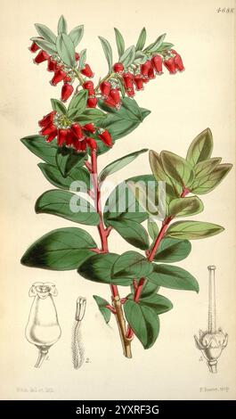 Curtis's Botanical Magazine, London, New York, Botanical Illustration, Botanical Zeitschriften, Bildwerke, Pflanzen Zierwerk, Curtis, Vaccinium Erythrinum, Java Mountain Lingonberry, Taxonomy: Family= Ericaceae, Indonesien, Java, die Illustration zeigt eine lebendige Darstellung einer blühenden Pflanze, die sich durch ihre langen, schlanken Stiele mit üppig grünen Blättern auszeichnet. Auf den Stängeln hängen anmutige Gruppen glockenförmiger roter Blüten, die einen auffälligen visuellen Kontrast zum grünen Laub bilden. Unterhalb der Hauptpflanze werden detaillierte Skizzen verschiedener Teile der Blume präsentiert, darunter ein Stockfoto