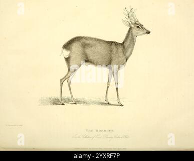 Die Wunder des Tierreichs, London, T. Kelly, 1830, Großbritannien, Buck, Roebuck, Zoo Animals, Menageries, Animal Behavior beliebte Werke, das Bild zeigt einen anmutigen Hirsch, der im Profil steht und seine elegante Haltung und seine Geweihe zeigt. Mit erhobenem und wachem Kopf strahlt der Hirsch ein Gefühl der Neugier und des Bewusstseins seiner Umgebung aus. Die detaillierte Linienführung hebt die sanften Kurven seiner Form und die Besonderheiten seines Gesichts und Körpers hervor. Der Hintergrund bleibt einfach, sodass der Fokus vollständig auf dem Hirsch ruhen kann, während er das Wesen der Wildtiere in einer natürlichen Umgebung einfängt. Stockfoto