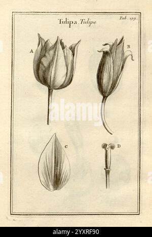 Joseph Pitton de Tournefort, Institutiones rei herbariæ, Parisiis, E Typographia Regia, 1700-[1703], Botanik, prälinneanische Werke, Eine botanische Illustration mit einer detaillierten Untersuchung der Tulpe, gekennzeichnet als ''Tulipa''. Die Komposition zeigt vier unterschiedliche Teile der Blüte Stockfoto