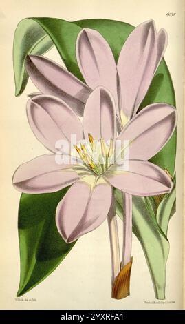 Curtis's Botanical Magazine, London, New York, botanische Illustration, Botanik, Zeitschriften, Bildwerke, Pflanzen ornamental, Curtis, Eine schöne Illustration einer blühenden Pflanze mit zarten, blassrosa Blüten mit langen Blütenblättern. Die Blüten sind symmetrisch angeordnet und zeigen in ihrer Mitte eine Gruppe von leuchtend gelben Staubblättern. Große, grüne Blätter bilden den Hintergrund und bilden einen Kontrast zu den weichen Tönen der Blütenblätter. Dieses Kunstwerk hebt die komplizierten Details der Blume hervor und fängt die natürliche Schönheit und Eleganz des botanischen Themas ein. Stockfoto