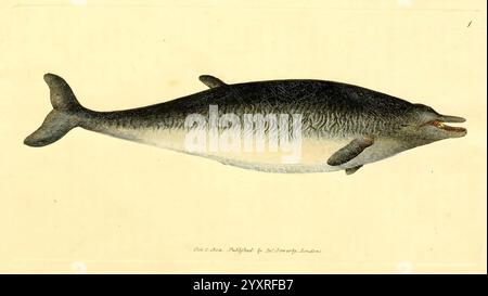 The British miscellany, London, gedruckt von R. Taylor & Co, und verkauft vom Autor J. Sowerby, von White, Johnson, Symonds und allen anderen Buchhändlern, 1806, Großbritannien, Bildwerke, Zoologie, James Sowerby, Physeter Bidens, James Sowerby, Großbritannien, eine Illustration eines Delfins, die seinen stromlinienförmigen Körper und seine charakteristischen Merkmale zeigt. Die Rückenseite ist dunkel und strukturiert, während der Bauch einen helleren Farbton aufweist. Die Gesichtsstruktur des Delfins zeigt einen leicht offenen Mund, was auf ein verspieltes Verhalten hindeutet, und seine Flossen sind anmutig an den Seiten positioniert. Der Hintergrund ist einfach, d Stockfoto