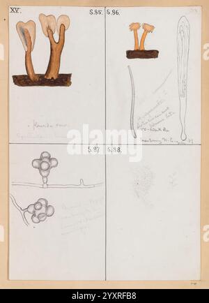 Roland, Thaxter, Skizze, Buch, die Illustration zeigt eine Reihe botanischer Studien, die in einem Rasterformat dargestellt werden. Der obere linke Quadrant zeigt mehrere pilzartige Strukturen mit zarten Kappen und schlanken Stielen, die in Erdtönen dargestellt sind. Der obere rechte Quadrant weist eine ähnliche Formation auf, wobei Beschriftungen den wissenschaftlichen Kontext darstellen. Der untere linke Quadrant hebt eine kreisförmige Anordnung von Formen hervor, die einen Querschnitt einer Pflanzen- oder Pilzstruktur darstellen könnten, begleitet von handschriftlichen Notizen. Der untere rechte Quadrant enthält eine grobe Skizze einer komplizierteren Konstruktion, möglicherweise Stockfoto