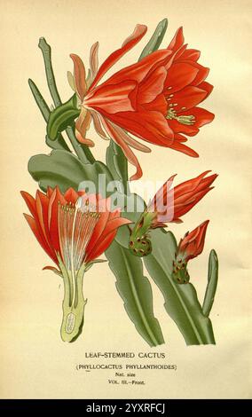 Lieblingsblumen von Garten und Gewächshaus, London und New York, Frederick warne & Co, 1896-97, Frankreich, 19. Jahrhundert, Icons, Blumenzucht, Chromolithographie, Pflanzen ornamental, Disocactus phyllanthoides, Eine detaillierte Illustration zeigt den blattstieligen Kaktus, wissenschaftlich bekannt als Phyllocactus phyllanthoides. Die leuchtend roten Blüten werden zusammen mit den charakteristischen grünen Stängeln des Kaktuss hervorgehoben. Mehrere Knospen sind ebenfalls abgebildet, die auf den Fortpflanzungszyklus der Pflanze hinweisen. Unten zeigt das Etikett die natürliche Größe an und verweist auf die Volumenanzahl der botanischen Sammlung Stockfoto