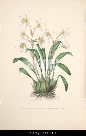 Pescatorea, Bruxelles, M. Hayez, 1860, Orchidaceae, eine wunderschön illustrierte Darstellung einer zarten Orchideenart mit ihren komplizierten weißen Blüten mit dezenten gelben Markierungen in der Mitte. Die Blüten sind anmutig auf schlanken, langen grünen Stielen angeordnet, die aus einer üppigen Ansammlung breiter, spitzer Blätter hervorgehen. Die Pflanze wird mit akribischen Details verziert, die ihre elegante Form und die feinen Texturen der Blumen und des Laubs hervorheben. Unter der Abbildung ist der botanische Name „Odontoglossum membranaceum“ elegant eingeschrieben, was den Kontext für diese atemberaubende Prüfung bildet Stockfoto