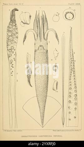 Die, Kopffüßer, der, der, der nordöstlichen, Coast, of, America, New, Haven, CONN, Connecticut, Akademie der Wissenschaften, 1879-1881, Tintenfisch, Nordamerika, Atlantik, Küste, Cephalopoda, Riesen, Tintenfische, Atlantik, Küste, Nord, Amerika, Monster, sind, die Abbildung zeigt eine detaillierte anatomische Untersuchung des Ommastrephiden-Tintenfisches, insbesondere Ommastrephes illecebrosus. Er zeigt verschiedene Aspekte der Struktur des Tintenfischs, einschließlich seines langgestreckten Körpers, der langen Tentakel mit Saugern und der markanten Flossen, die an den Seiten verlaufen. Das Bildmaterial kennzeichnet Teile des Tintenfischs, wie z. B. das mA Stockfoto