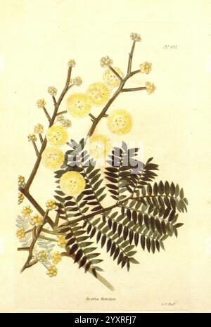 The Botanical Cabinet London, John & Arthur Arch, 1817-1833, dieses Kunstwerk zeigt eine zarte botanische Illustration, die den Akazienbaum zeigt, der für seine leuchtend gelben Blüten und fein geteilten Blätter bekannt ist. Die Komposition hebt Gruppen von kugelförmigen gelben Blüten hervor, die vor dem Hintergrund üppig grüner farnartiger Laub stehen. Die komplizierten Details der Blätter und Blüten zeigen die natürliche Schönheit und Komplexität der Akazie und unterstreichen ihre Bedeutung sowohl im ökologischen als auch im künstlerischen Kontext. Die Abbildung ist mit dem wissenschaftlichen Namen beschriftet, der den Schwerpunkt auf der Studie und der App widerspiegelt Stockfoto