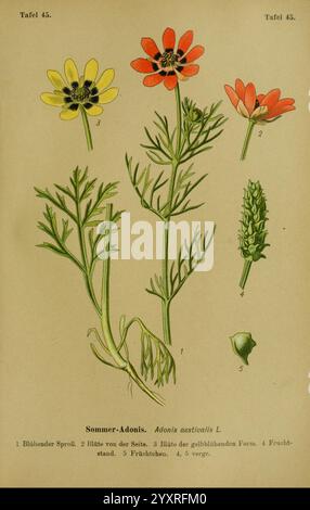 Die, Giftpflanzen, Deutschland, Braunschweig, F, Vieweg, 1910, deutschland, giftige Pflanzen, diese Illustration zeigt den Sommer-Adonis (Adonis aestivalis L.), der seine zarten, lebendigen Blüten zeigt. Das Diagramm enthält mehrere beschriftete Teile Stockfoto