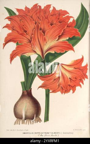 L'Illustration horticole, Gand, Belgien, Imprimerie et lithographie de F. et E. Gyselnyck, 1854-1896, Blumenzucht, Gartenbau, Gewächshäuser, Gartenbau, Zeitschriften, Eine lebendige Illustration zeigt eine atemberaubende amaryllis-Pflanze, die ihre großen, trompetenförmigen Blüten in auffälligen Orange- und Rottönen zeigt. Die Blütenblätter sind detailreich, mit anmutigen Kurven und zarten Texturen, die ein Gefühl von Bewegung und Leben vermitteln. Unter den Blüten ist eine Birne abgebildet, die ihre Erdtöne und Wurzeln offenbart und die Verbindung der Pflanze zum Boden symbolisiert. Das Etikett kennzeichnet die Art A Stockfoto