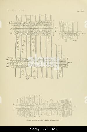 Die Holzkiefer im Süden der Vereinigten Staaten, Washington, Govt. Print, 1896, pinus, Südstaaten, Holz, die Abbildung zeigt detaillierte wissenschaftliche Diagramme der Radialschnitte der Pflanzen *Poria Candidus* und *Metriopora*. Die Schnitte sind mit Buchstaben und Symbolen gekennzeichnet, die bestimmte anatomische Merkmale wie Poren und Fasern hervorheben. Jedes Segment ist sorgfältig gezeichnet, um die strukturellen Unterschiede zwischen den beiden Arten hervorzuheben, mit Beschriftungen, die verschiedene Komponenten und Messungen kennzeichnen. Das Layout zeigt ein kompliziertes Verständnis der Pflanzenbiologie und dient als ein Stockfoto