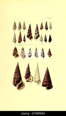 Thesaurus conchyliorum, oder Monographien der Genera of Shells, London, Sowerby, 1847-1887, Mollusks, Pictorial Works, Shells, Eine Sammlung aufwändig gestalteter Muscheln, die in verschiedenen Formen und Größen ausgestellt sind. Jede Schale verfügt über einzigartige Muster, Texturen und Farben, die die Vielfalt der Meereslebewesen verdeutlichen. Die Schalen sind als Referenz nummeriert, mit Beschriftungen, die verschiedene Arten hervorheben. Das Arrangement stellt eine systematische Untersuchung dieser natürlichen Formen dar und veranschaulicht ihre Schönheit und Komplexität. Stockfoto