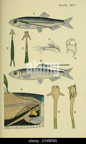 The, British, Parasitic, Copepoda, London, 1913, Großbritannien, Parasiten, Fische, Krustentiere, Copepoda, Eine detaillierte Illustration, die verschiedene Fischarten und ihre anatomischen Merkmale zeigt. Das Schild enthält beschriftete Nummern, die verschiedene Elemente anzeigen Stockfoto