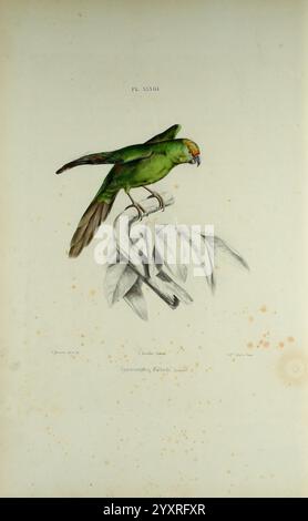 Iconographie des perroquets Paris P. Bertrand 1857 Papageien Bildwerke populäre Werke Vögel Vogelpapageien Cyanoramphus malherbi Malherbe's Sittich NZ Species New Zealand, Ein anschaulich illustrierter grüner Papagei, der auf einem Zweig mit zarten Blättern thront. Der Papagei hat ein hellgrünes Gefieder, das von subtilen gelben Anklängen auf der Stirn und einem markanten orangen Schnabel ergänzt wird. Die detailgetreue Darstellung fängt die Texturen der Federn und das komplizierte Design der Blätter ein und verleiht der Komposition eine natürliche Eleganz. Unter dem Papagei ist der wissenschaftliche Name „Ognorhynchus icterotis“ elegant Stockfoto