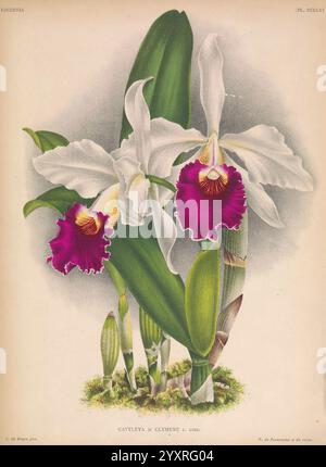 Lindenia Gand [Belgien] Impr. F. Meyer-van Loo 1885-1906 Klassifizierung Reiseführer Identifikation Nomenklatur populäre Nomenklatur Orchidaceae Orchideen Bildwerke Terminologie Blumen Stiele Blätter, das Kunstwerk zeigt eine atemberaubende Darstellung der Cattleya x Clivense Orchidee mit ihren großen, lebendigen Blüten. Die Blüten zeigen einen auffälligen Kontrast zu reinweißen Blüten und tiefen magentafarbenen Lippensegmenten, was ein optisch fesselndes Erscheinungsbild schafft. Die Blüten umgeben von üppig grünen Blättern, die Tiefe verleihen und die Eleganz der Orchidee hervorheben. Detaillierte botanische Elemente, einschließlich Stockfoto