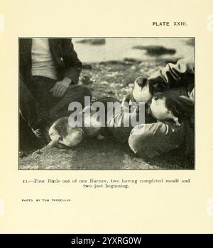 In der EMU Melbourne Royal Australasian Ornithologists Union 1901, Australasia Birds Ornithology Periodicals, versammelt sich Eine Gruppe von vier Vögeln um eine Person, die auf dem Boden sitzt. Zwei der Vögel sind vollständig ausgewachsen, nachdem sie ihren Schmelzprozess abgeschlossen haben, während die anderen beiden sich in der Anfangsphase dieses Übergangs befinden. Die Umgebung deutet auf eine natürliche Umgebung hin, und die Vögel erscheinen entspannt in unmittelbarer Nähe des Individuums. Der Schwerpunkt liegt auf dem Verhalten und der Entwicklung der Vögel und veranschaulicht die verschiedenen Phasen ihres Molkenzyklus. Stockfoto