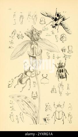 Arcana entomologica, oder Illustrationen von neuen, seltenen und interessanten Insekten, London, William Smith, 1845 [d. h. 1841-1845]. Insekten, Arthropoden, Entomologie, Klassifizierung, Bildwerke, Farbsammlungen, Arthropoden, das Bild zeigt eine detaillierte botanische Illustration mit einer Blume und verschiedenen Käfern. Deutlich sichtbar ist eine blühende Pflanze, die sich durch ihre charakteristische Form und Struktur auszeichnet. Um die Pflanze herum befinden sich zahlreiche aufwändig gezeichnete Käfer, die jeweils mit spezifischen Nummern entsprechend ihrer Kennzeichnung gekennzeichnet sind. In der Abbildung werden die Besonderheiten der einzelnen Merkmale hervorgehoben Stockfoto