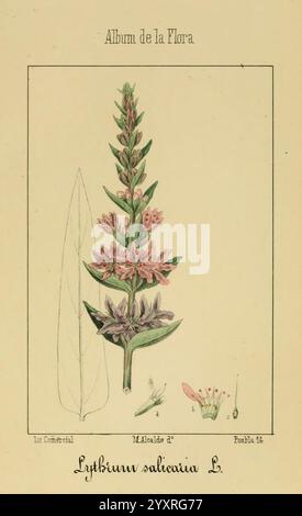 Album de la Flora, Médico, Farmacéutica, Industrial, Indígena, Exótica Madrid, Impr. De la Galeria literaria, 1862-64. Botanik, Wirtschaft, Heilpflanzen, Pictorial Works, The New York Botanical Garden, Malcalde, eine Illustration von Lythrum salicaria, allgemein bekannt als Purple loosestrife. Die Pflanze ist mit ihrem hohen Stiel dargestellt, der mit leuchtend violetten Blüten verziert ist, die einen Farbverlauf aufweisen. Die detailreiche Darstellung hebt die zarten Blütenblätter und die Anordnung der Blumen hervor und zeigt die botanischen Feinheiten. Auf der linken Seite ist ein einzelnes längliches Blatt abgebildet, das zur Verfügung stellt Stockfoto