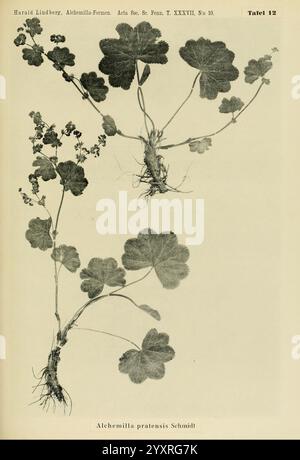 Die nordischen Alchemilla vulgaris-Formen und ihre Verbreitung. Helsingfors, Finnischen Literaturgesellschaft, 1909. Alchemilla, Fennoscandia, diese visuelle Darstellung zeigt eine botanische Studie von *Alchemilla pratensis Schmidt*, allgemein bekannt als Wiesen Damenmantel. Die Abbildung zeigt die Besonderheiten der Pflanze, darunter die charakteristischen fächerförmigen Blätter und die komplizierten Blütenstrukturen. Die Wurzeln und die Wachstumsform werden ebenfalls hervorgehoben, um einen umfassenden Überblick über die Morphologie der Pflanze zu erhalten. Das detaillierte Rendering betont die einzigartigen Texturen und Formen des l Stockfoto