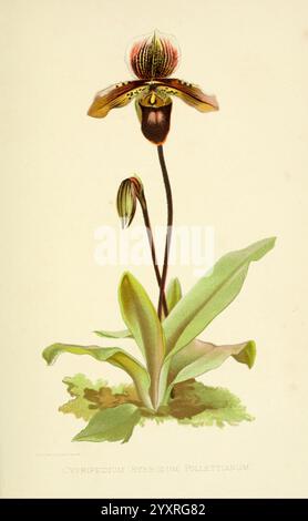 Über, Orchideen, Berlin, Parey, 1896, Orchidaceae, die Illustration zeigt eine auffällige Orchidee mit einer markanten Form und komplizierten Mustern. Seine großen, Blütenblätter ähnlichen Strukturen sind elegant angeordnet und zeigen eine reiche Mischung aus Farben und Texturen. An der Basis bilden breite, grüne Blätter eine üppige Kulisse, die sich von der einzigartigen Form der Blüte abhebt. Die zentrale Blüte der Orchidee zeichnet sich durch ihre lebendigen Details aus, darunter Flecken und Streifen, die ihren Reiz unterstreichen. Die Hauptblume wird von einer Blüte begleitet, die auf den Lebenszyklus und das natürliche Wachstum der Pflanze hinweist. Das Etikett am Boden Stockfoto