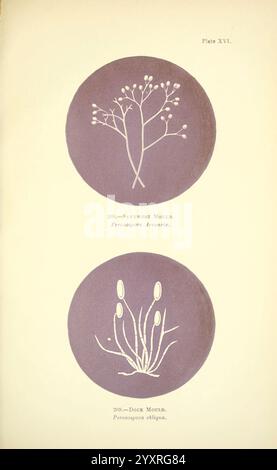 Rost, Schimmel, Schimmel, London, W.H. Allen, 1898, Großbritannien, The New York Botanical Garden, phytopathogene Pilze, die Illustration zeigt zwei unterschiedliche botanische Motive in kreisförmigen Rahmen. Die obere Darstellung zeigt eine zarte Anordnung einer Sandkrautform, identifiziert als Peronospora arenariae, gekennzeichnet durch schlanke Zweige, die mit kleinen, runden Sporen verziert sind. Unten ist die Dockform, wissenschaftlich als Peronospora obliqua bezeichnet, mit langgestreckten Stielen und Gruppen ovalförmiger Sporen dargestellt, die die Feinheiten ihrer Struktur erfassen. Das harmonische Layout emp Stockfoto