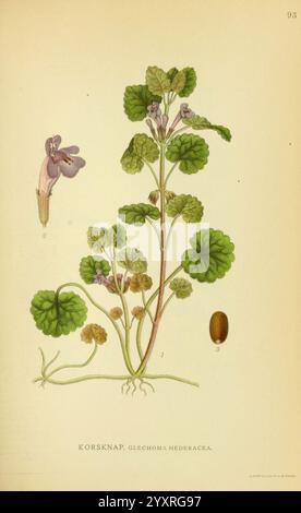 Billeder af Nordens Flora, v.1 København, G.E.C. Gad's Forlag, 1917-1927. Pflanzen, Finnland, Skandinavien, Kidwell, der New York Botanical Garden, Pictorial Works, Glechoma hederacea, Eine botanische Illustration, die die Pflanze Glechoma hederacea zeigt, allgemein bekannt als gemahlener Efeu oder kriechender Charlie. Das Bild zeigt detaillierte Darstellungen der Blätter der Pflanze, die rund und gezackt sind, zusammen mit ihren kleinen violetten Blüten, die aus den Blattachseln hervorgehen. Numerische Etiketten zeigen verschiedene Teile der Pflanze an: Oben eine Blume mit ihren Blütenblättern und links eine Nahaufnahme des Blütenstru Stockfoto