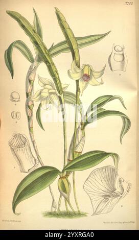 Curtis's Botanical Magazine, London, New York, Botanik, Zeitschriften, Bildwerke, Matilda Smith, Neuguinea, Dendrobium inaequale, Dendrobium lacteum, Curtis, Blumen, Joseph Dalton Hooker, Frauen in der Wissenschaft, Matilda Smith, die Komposition zeigt eine detailreiche botanische Illustration einer Orchideenpflanze. Im Vordergrund stehen schlanke, elegante Stiele mit sattgrünen Blättern und hübsche, komplizierte Blüten mit zarten Blütenblättern. Jede Blüte weist eine charakteristische Struktur mit unterschiedlichen Markierungen auf, die ihre Einzigartigkeit betonen. Neben der Anlage verschiedene beschriftete Diagramme Stockfoto