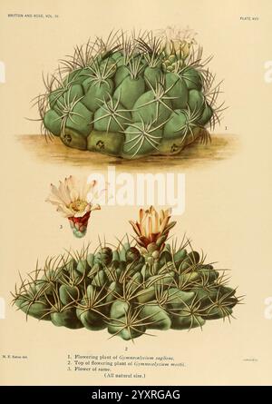 The Cactaceae, Washington, Carnegie Institution of Washington, 1919-1923, cactaceae, Klassifikation, Bildwerke, Mary Emily Eaton, Frauen in der Wissenschaft, diese Illustration zeigt verschiedene Ansichten der Gymnocalycium mihanovichii, eine Art blühender Kakteen, die für ihre lebhaften Blüten bekannt ist. Der obere Teil zeigt eine Perspektive von oben nach unten und hebt ihre einzigartige, stachelige Struktur und den üppigen grünen Körper hervor, während die Blüten zarte Blütenblätter in Rosa- und Cremetönen zeigen. Unten zeigt eine detaillierte Ansicht eine einzelne Blume, die ihr kompliziertes Design erkennen lässt. Jede Anlage ist Stockfoto