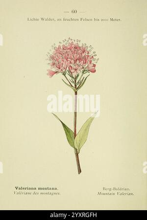 Alpen-Flora, Heidelberg, C. Winter, 1906. alpen, Bergpflanzen, malerische Werke, Eine zarte Illustration einer blühenden Pflanze mit einem schlanken Stiel, gekrönt von kleinen rosa Blüten. Die Blätter sind lang und lanzenförmig und haben einen satten grünen Farbton. Diese Spezies wird als Valeriana montana bezeichnet, auch bekannt als Mountain Valerian. Das Kunstwerk enthält weitere Namen in verschiedenen Sprachen: „Valériane des montagnes“ auf Französisch und „Berg-Baldrian“ auf Deutsch. Die Gesamtzusammensetzung hebt die n der Pflanze hervor Stockfoto