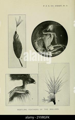 Die Illustration zeigt verschiedene detaillierte Studien über Federn, die einzigartigen Strukturen und Texturen von Stockenten, die in Stockenten eingebettet sind. Der zentrale kreisförmige Abschnitt zeigt eine komplizierte Nahaufnahme von Federhaken und Daunen, die ihre Weichheit und Komplexität unterstreicht. Um diese herum befinden sich weitere Darstellungen, die eine einzelne lange Feder, ein Büschel von Flaumfedern und eine weitere Feder mit Schaft und Schaufeln enthalten. Jeder Abschnitt spiegelt die zarte Schönheit und das funktionale Design von avia wider Stockfoto