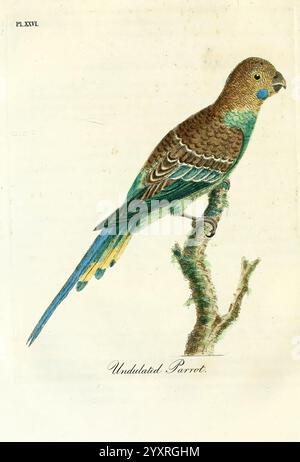 Eine allgemeine Geschichte der Vögel, Winchester England, gedruckt von Jacob und Johnson, für den Autor verkauft in London von G. und W.B. Whittaker [und 3 anderen], 1821-1828, Vögel, Bildwerke, Melopsittacus undulatus, Wellensittich, die Illustration zeigt einen welligen Papagei, der sein lebhaftes Gefieder in Grün- und Türkistönen zeigt. Der Papagei steht anmutig auf einem schlanken Ast und hebt seine charakteristischen Merkmale hervor, wie die gemusterten Federn auf dem Rücken und die leuchtend gelbe Stelle um sein Auge. Das detailreiche Rendering betont den zarten Schnabel und die eleganten Schwanzfedern des Papageiens Stockfoto