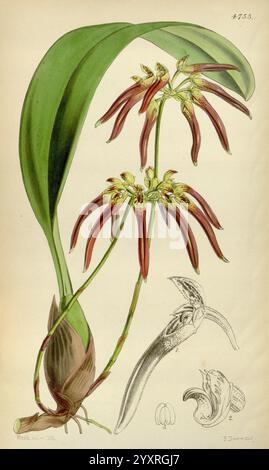 Curtis's Botanical Magazine, London, New York, botanische Illustration, Botanik, Zeitschriften, Bildwerke, Pflanzen ornamental, Curtis, diese Illustration zeigt eine atemberaubende Darstellung einer lebendigen Orchideenart und fängt die komplizierte Schönheit ihrer langen Blütenblätter ein, die sich anmutig winden und satte, tiefe Töne zeigen. Die flachen Blätter der Pflanze ragen elegant über die markanten Blüten und verbessern die Gesamtzusammensetzung. Das Hauptbild wird von detaillierten Skizzen begleitet, die aus nächster Nähe die einzigartigen Strukturen der Blume zeigen und die zarten Muster und Texturen zeigen. Diese botani Stockfoto