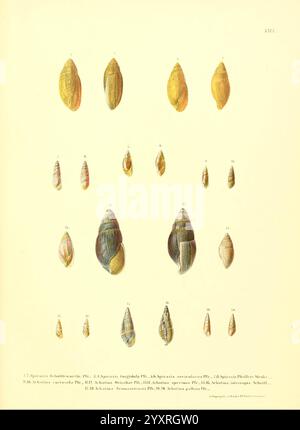 Novitates conchologicae, Cassel, T. Fischer, 1854-79, Weichtiere, die Illustration zeigt eine Vielzahl von See- und Landschnecken, die alle sorgfältig dargestellt werden, um ihre einzigartigen Formen und Texturen hervorzuheben. Die Proben sind systematisch angeordnet, wobei jede als Referenz nummeriert ist. Die Vielfalt der Schalen zeigt sich in ihrer Form – einige sind gestreckt und schlank, während andere abgerundeter und robuster sind. Jede Schnecke zeigt unterschiedliche Muster und Farben, die die Schönheit ihrer natürlichen Designs betonen. Diese detaillierte Studie dient als Beitrag zur Malakologie, dem Gestüt Stockfoto
