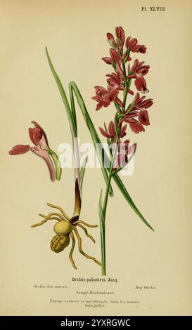 Album des orchidées de l'Europe centrale et septentrionale Genève Librairie Georg 1899 Europe Orchidaceae The New York Botanical Garden Pictorial Works Anacamptis palustris, die Illustration zeigt die *Orchis palustris*, allgemein bekannt als die Sumpforchidee. Es zeigt zarte Blumen mit einer reichen Auswahl an komplizierten Details, einschließlich lila und rosa. Links zeigt eine Einzelblume ihre einzigartige Form und Struktur, während der zentrale Stiel zusätzliche Blüten elegant in einer Clusterform unterstützt. Der untere Teil des Bildes zeigt den unverwechselbaren Bulbus Stockfoto