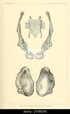 Die Dinosaurier von Nordamerika, Washington, Govt. Print, 1896, Dinosaurier, die Illustration zeigt die Sternschilde einer bestimmten Spezies und zeigt die Struktur aus verschiedenen Winkeln. Der obere Abschnitt enthält eine anatomische Ansicht, die die Verbindungen und die Form der Sternalelemente hervorhebt, während der untere Abschnitt detaillierte Darstellungen der Platten selbst anzeigt. Diese Darstellung ist wahrscheinlich Teil einer wissenschaftlichen Studie zum Verständnis der Morphologie und anatomischen Merkmale von Meeresorganismen. Stockfoto