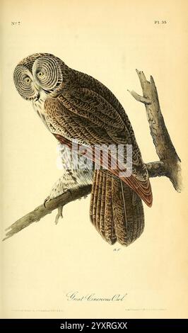 The Birds of America, New York, J.B. Chevalier, 1840-1844, Birds, Eulen, Nordamerika, John James Audubon, Pictorial Works, Strix nebulosa, große Keule, Eine wunderschön illustrierte Großhorneule, Die auf einem Zweig thront und ihr markantes Gefieder zeigt, das von komplizierten Braun- und Weißmustern geprägt ist. Die großen, ausdrucksstarken gelben Augen der Eule werden durch ihre markanten Büschel betont, was ihr ein waches und königliches Aussehen verleiht. Die detailreiche Darstellung fängt die Textur der Federn und die natürliche Krümmung des Zweiges ein und veranschaulicht die Eleganz dieses nächtlichen Raubvogels in seinem Stockfoto