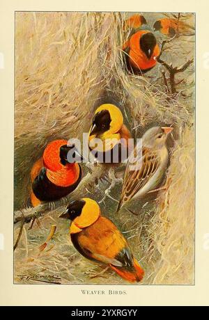 Wild Life of the World London F. warne und Co 1916 Zoologie Weaverbird Friedrich Wilhelm Kuhnert Taxonomie: Familie = Ploceidae Afrika Ornithologie Vögel Euplectes orix Pyromelana oryx Weaverbird Südlicher roter Bischof, Eine Gruppe von bunten Webervögeln, die ihr lebendiges Gefieder in Orange, Gelb und Schwarz zeigen. Diese Vögel werden um ein Nest herum gesammelt, aufwändig aus feinen Materialien wie Gräsern oder Fasern gefertigt. Unter ihnen steht ein eher dezent gefärbter Vogel, möglicherweise ein Spatzen, im Kontrast zu den hellen Farben der Webervögel. Die Szene spiegelt ihren kommunalen Charakter wider, mit Ev Stockfoto