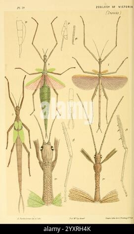 Naturgeschichte von Victoria. Dezember 6-10 Melbourne, J. Ferres, Regierungsdrucker, 1885-90. Australien, Victoria, Zoology, Australien, Acrophylla violascens, Acrophylla violascens, Veilchenphasma, Oakleigh, Melbourne, Woods Hole, diese Illustration zeigt verschiedene Insektenexemplare aus der Zoology of Victoria-Sammlung. Das Display enthält detaillierte Darstellungen mehrerer Insektenarten, die ihre unterschiedlichen anatomischen Merkmale zeigen. Jede Probe ist mit Nummern gekennzeichnet, die ihre spezifischen Klassifikationen und Merkmale angeben. Die komplizierten Details heben Merkmale wie Flügel, A hervor Stockfoto