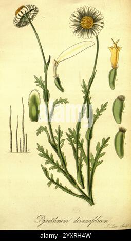 Exotische Flora Edinburgh gedruckt für W. Blackwood Großbritannien Pflanzen Bildwerke Pflanzen kultiviert, die Illustration zeigt eine botanische Studie der Pflanzenart Pyrethrum diversifolium. Er zeigt verschiedene Elemente der Pflanze, darunter den markanten Blütenkopf mit zarten Blütenblättern und komplizierten Staubblättern. Die schlanken grünen Stiele sind zusammen mit detaillierten Nahaufnahmen der Blätter und Fortpflanzungsstrukturen dargestellt, was die einzigartige Morphologie der Pflanze unterstreicht. Jeder Teil der Pflanze wird präzise gerendert, wobei die unterschiedlichen Formen und Texturen, wie die gelappten Blätter und die, betont werden Stockfoto