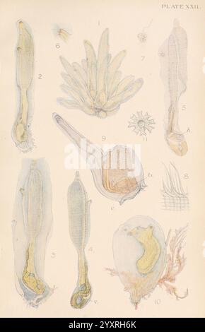 The British Tunicata, London, 1905-12, Sea Squirts, Tunicata, diese Abbildung zeigt eine Reihe von botanischen Proben, die sorgfältig detailliert und zur wissenschaftlichen Referenz gekennzeichnet sind. Die Vereinbarung umfasst Stockfoto