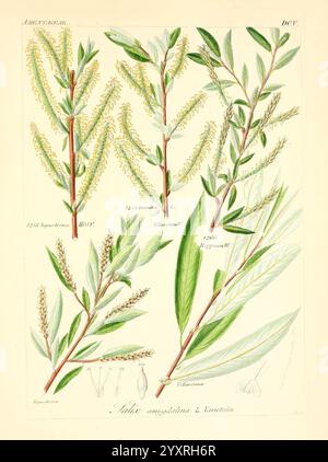 Icones florae Germanicae, Helveticae, Pedemontanae, Tirolensis, Istriacae, Dalmaticae, Austriacae, Hungaricae, Transylvanicae, Moravicae, Borussicae, Holsaticae, Belgicae, Hollandicae Europe, Bildwerke, Pflanzen zeigt diese Illustration mehrere Sorten der Salix amygdalina, allgemein bekannt als Mandelweide. Die detaillierte botanische Studie hebt mehrere Zweige hervor, die mit schlanken, länglichen Blättern und zarten Blütenständen verziert sind. Jede Sorte ist mit spezifischen Referenzen gekennzeichnet, die die einzigartigen Merkmale der Pflanzenart darstellen. Die Feinheiten in der Anordnung des l Stockfoto