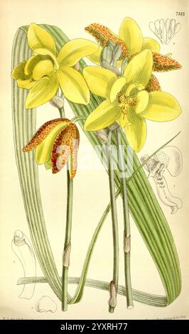 Curtis's Botanical Magazine, London, New York, botanische Illustration, Botanik, Zeitschriften, Bildwerke, Zierpflanzen, Matilda Smith, Spathoglottis Kimballiana, orchid, Borneo, Frauen in der Wissenschaft, Matilda Smith, Eine lebendige Ausstellung von gelben Orchideen mit komplizierten Mustern und Texturen auf ihren Blütenblättern, begleitet von langen, schlanken grünen Blättern. Die Orchideen sind mit mehreren Blüten angeordnet, die bis ins Detail aufgenommen wurden, und zeigen ihre unterschiedlichen Formen und den auffälligen Kontrast zwischen ihrer hellen Farbe und dem üppigen Laub. Zusätzliche botanische Illustrationen sind subtil integriert Stockfoto